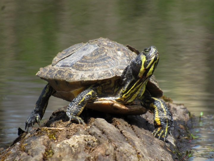 Yellowbelly Slider